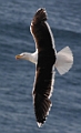 Great black-backed gull